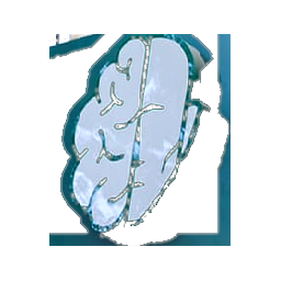 شعار دار طوق النجاة
